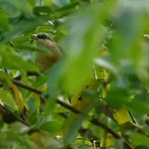 Mangrove Cuckoo Coccyzus minor in Costa Rica