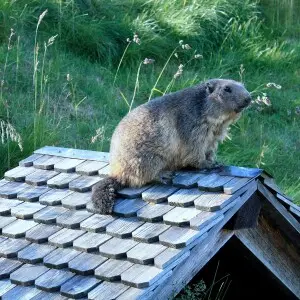 Marmota bobak (native to Kazakhstan, Ukraine, and Russia) at Rochers-de-Naye, Switzerland, 2009