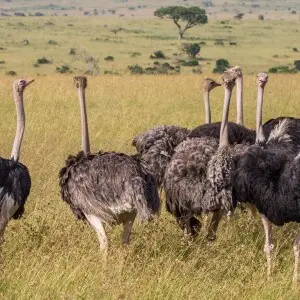 Herd of masai ostriches in the savannah. Taken in Masai Mara national park, southwest Kenya