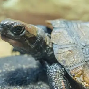 Japanese pond turtle - Facts, Diet, Habitat & Pictures on Animalia.bio