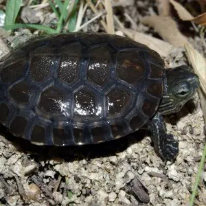Spanish Pond Turtle (Mauremys leprosa) at river Ti?tar. Near La Adrada (?vila, Spain)