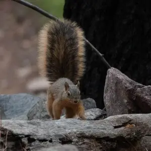 Mexican Fox Squirrel | Greenhouse Trail | Portal | AZ|2018-09-03|11-58-55