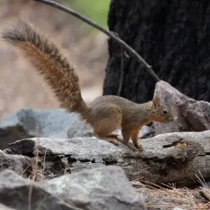 Mexican Fox Squirrel | Greenhouse Trail | Portal | AZ|2018-09-03|11-59-05-2