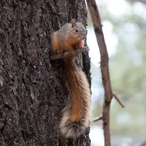 Mexican Fox Squirrel | Greenhouse Trail | Portal | AZ|2018-09-03|12-01-10