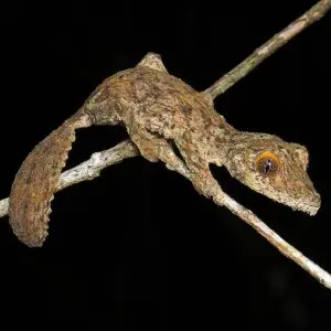 Mossy leaf-tailed gecko (Uroplatus sikorae), Vohimana reserve, Madagascar
