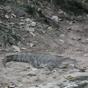 Marsh crocodile at Bannerghatta National Park