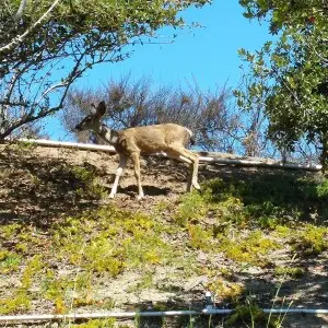 Mule deer (Odocoileus hemionus californicus) at Rancho Conejo Village in Newbury Park, California