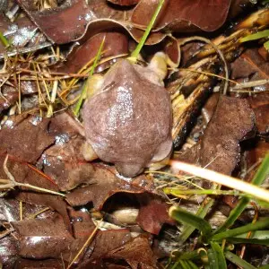 Myobatrachus Facts, Diet, Habitat & Pictures on Animalia.bio