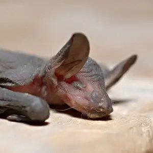 Young (baby) bat

Myotis daubentoni