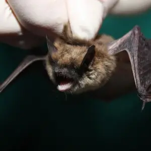 Myotis leibii, Eastern Small-footed bat.

Credit: Gary Peeples/USFWS