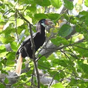 Narcondam Hornbill