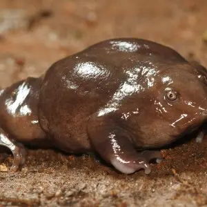 Nasikabatrachus sahyadrensis frog from india