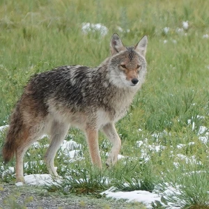 Plains coyote Facts, Diet, Habitat & Pictures on Animalia.bio