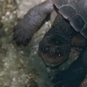 Saw-shelled turtle - Facts, Diet, Habitat & Pictures on Animalia.bio