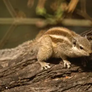 jungle palm squirrel