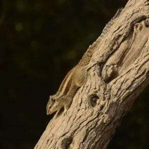 jungle palm squirrel