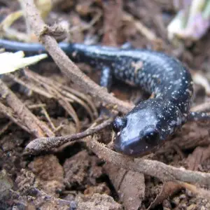 Northern Slimy Salamander, head on