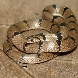 Also known as Banded kukri snake. A non venomous snake.