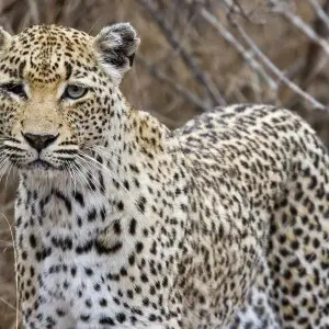 English&#x3a;&#32; A one-eyed African leopard in Kruger National Park, South Africa.Svenska&#x3a;&#32; En en?gd afrikansk leopard i Kruger nationalpark, Sydafrika.