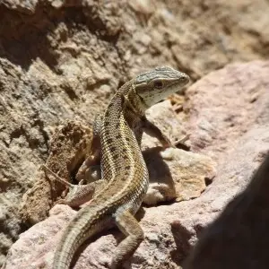 Ophisops elegans Facts, Diet, Habitat & Pictures on Animalia.bio