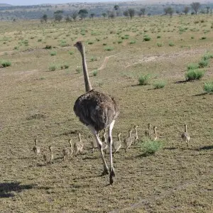 Ostrich running with chicks in northern Serengeti