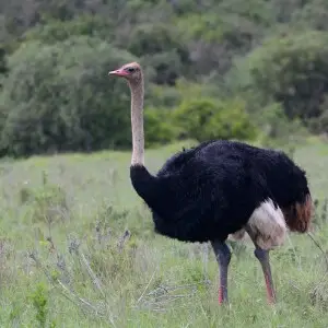 Picture of an Ostrich, taken in Addo National Elephant Park