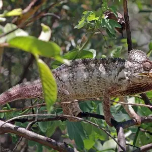 Oustalet's chameleon (Furcifer oustaleti) male, Anja Community Reserve, Madagascar