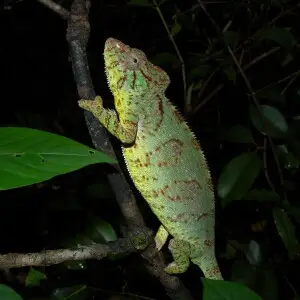 Oustalet's Chameleon (Furcifer oustaleti), Ankarafantsika, Madagascar
