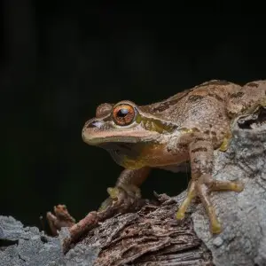 Pacific tree frog (Pseudacris regilla) Male