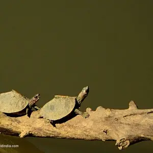 Assam Roofed Turtle from Kaziranga National Park, Assam, India