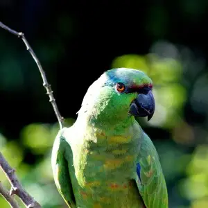 Papagaio da V?rzea no Parque Nacional do Ja?, Amazonas - Brasil.