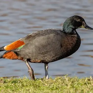 Paradise shelduck (male), Lake Victoria, Christchurch