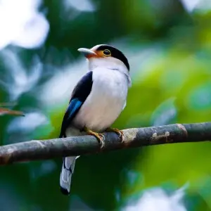 A silver-breasted broadbill (Serilophus lunatus) in Kaeng Krachan National Park