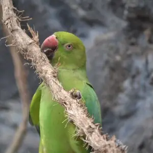 Green parakeet (Forpus passerinus) in Zacango Zoo, State of Mexico