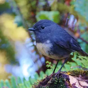 A New Zealand Robin near the Tuatapere Hump Track, Southland District, South Island, New Zealand. This subspecies is also called the South Island Robin.
