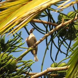 Philemon buceroides (Swainson, 1838), Helmeted Friarbird, Cairns Botanic Garden, Cairns, QLD, 20 November 2014
