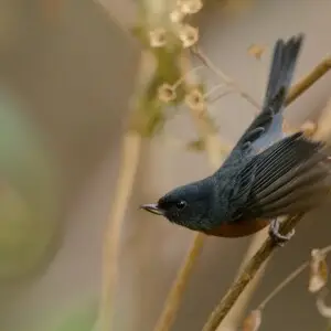 Diglossa baritula