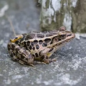 A Pickerel Frog (R. palustris), photographed in Connecticut