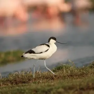 birds of India