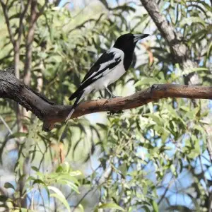 Pied Butcherbird, Queensland, AUS