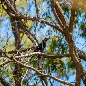 Pied currawongs, (Strepera graculina), have only taken up residence in 7th Brigade Park in the early 21st Century. They are omnivores, and effectively disperse the seeds of fleshy fruited plans.