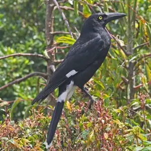 photo of Pied Currawong