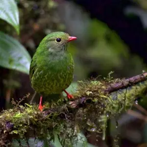 Pipreola riefferii. Photo prise ? Manizales (Colombie).