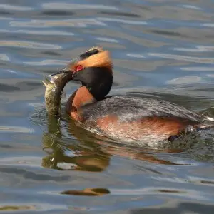 slavonian grebe