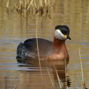 Podiceps grisegena (Boddaert, 1783), Red-necked Grebe, Klydes? reserve, Amager, Copenhagen, Denmark, 26 March 2017