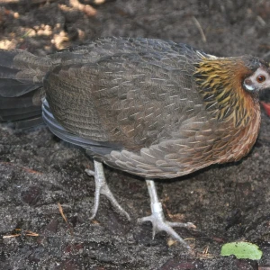 Malayan peacock-pheasant