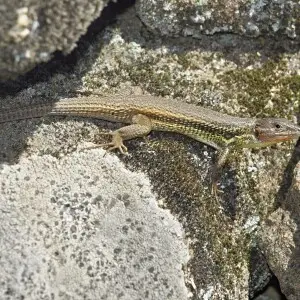 Psammodromus algirus факти, дієта, ареал і фотографії на Animalia.bio