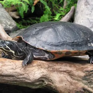 A Pseudemys scripta scripta en    commonly known as a Yellow-bellied slider turtle.  Photo taken at the North Carolina Aquarium on Roanoke Island.