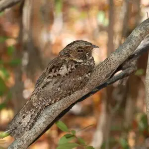 Note: Some of the following information may have arrived from the agency cut off or incomplete. Alternative Title: Caprimulgus noctitherus. Creator: Morel, Mike. Description: Single nightjar sitting on branch. Subjects: Endangered species; birds. Location