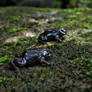 Purple frog young babies